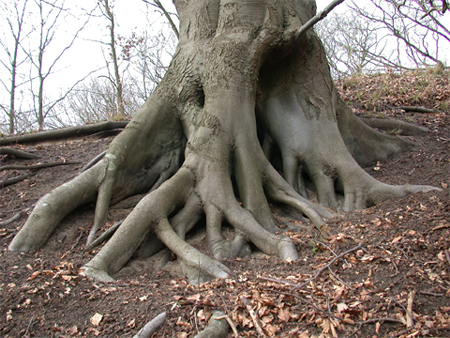 Putting down roots